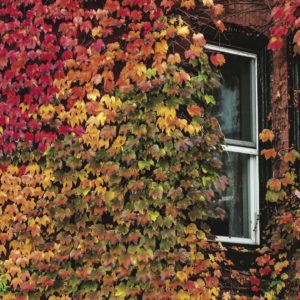 Shell Of A Shell Share New Single ‘My Wildfire’